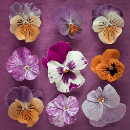 Picture of NINE PANSY FLOWERS