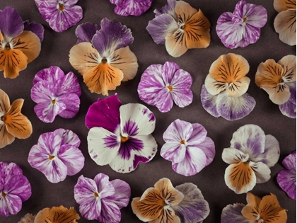 Picture of PANSY FLOWERS