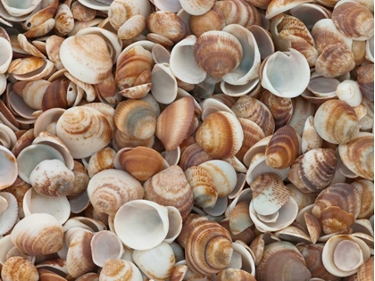 Picture of FULL FRAME OF SEA SHELLS ON THE BEACH
