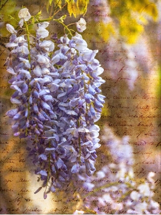 Picture of BEAUTIFUL ALLIUM FLOWERS