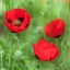 Picture of FRESH POPPIES IN GARDEN