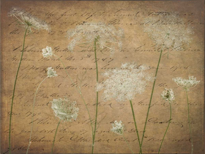 Picture of COW PARSLEY FLOWERS ON COLOURED BACKGROUND