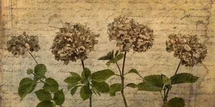 Picture of FOUR DRIED HYDRANGEA FLOWERS IN A ROW