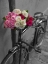 Picture of BUNCH OF ROSES ON BICYCLE, PARIS, FRANCE