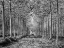 Picture of PATHWAY THROUGH TREES IN FOREST