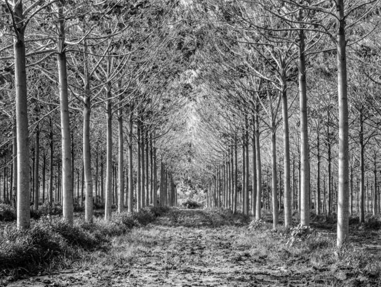 Picture of PATHWAY THROUGH TREES IN FOREST