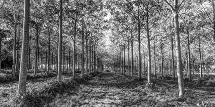 Picture of PATHWAY THROUGH TREES IN FOREST