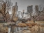 Picture of CENTRAL PARK AND MANHATTAN SKYLINE, NEW YORK