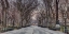Picture of PATHWAY THROUGH CENTRAL PARK, NEW YORK