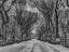 Picture of PATHWAY THROUGH CENTRAL PARK, NEW YORK