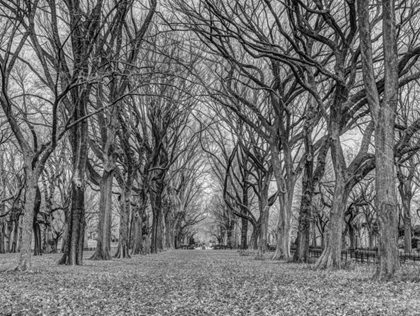 Picture of ROWS OF TREES IN CENTRAL PARK, NEW YORK