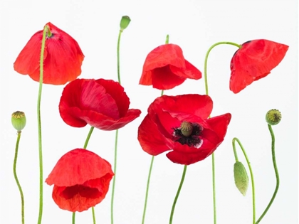 Picture of POPPY FLOWERS ON WHITE BACKGROUND
