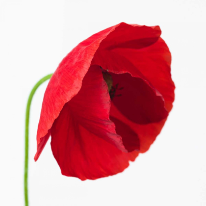 Picture of POPPY FLOWER