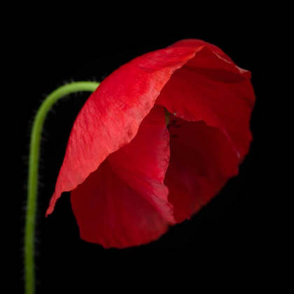 Picture of POPPY FLOWER