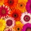 Picture of MULTI-COLOURED GERBERA FLOWERS