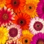 Picture of MULTI-COLOURED GERBERA FLOWERS