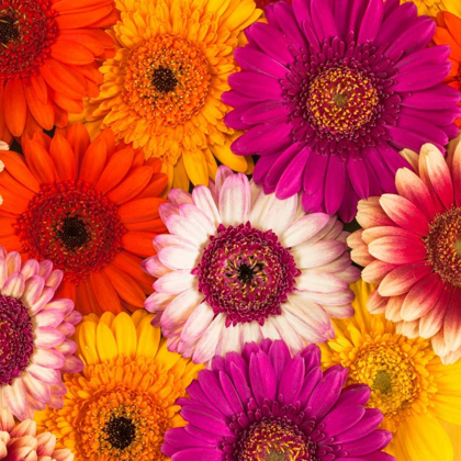 Picture of MULTI-COLOURED GERBERA FLOWERS