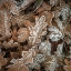 Picture of FROSTY COW PARSLEY