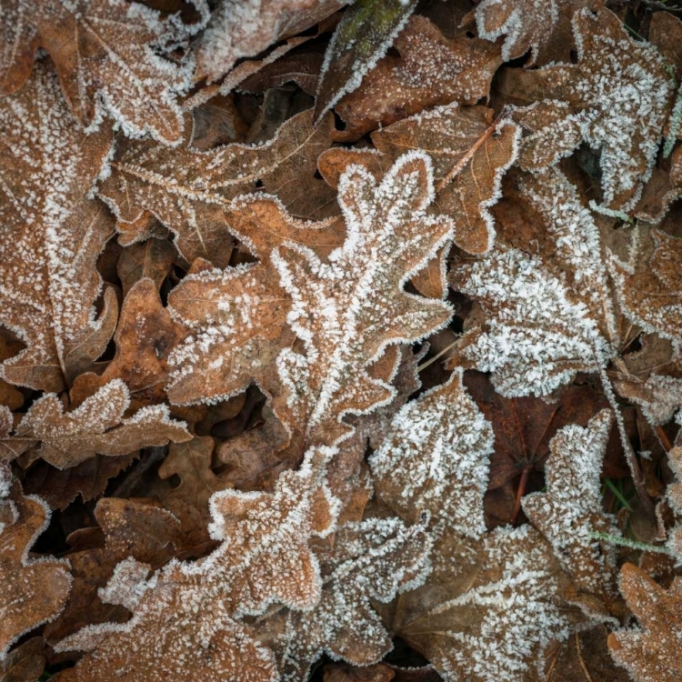 Picture of FROSTY COW PARSLEY