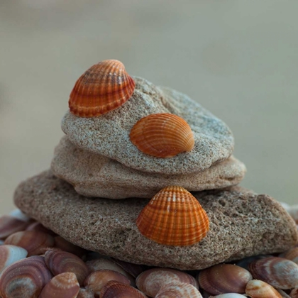 Picture of SEA SHELLS ON PEBBLES