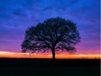 Picture of SILHOUETTE OF A TREE AGAINST COLOURED SKIES