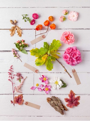 Picture of ECLECTIC PLANTS ON WOODEN BACKGROUND