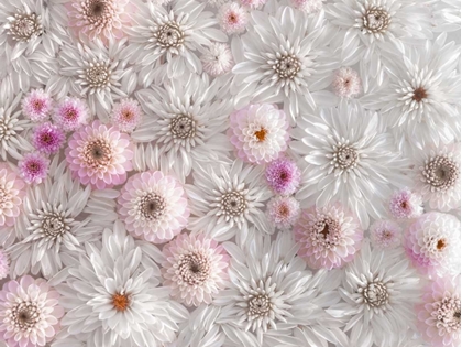 Picture of CLOSE-UP OF ROSES ON COLORED BACKGROUND