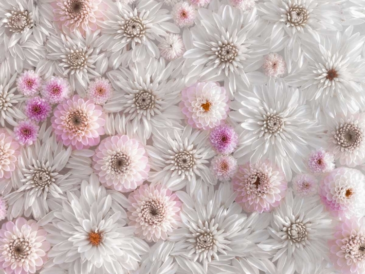 Picture of CLOSE-UP OF ROSES ON COLORED BACKGROUND