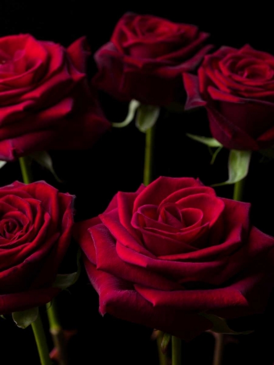 Picture of CLOSE-UP OF ROSES ON COLORED BACKGROUND