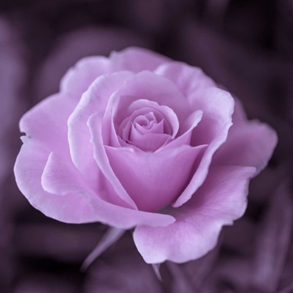 Picture of BEAUTIFUL GARDEN ROSE