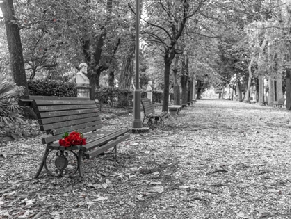 Picture of BUNCH OF ROSES ON A PARK BENCH IN ROME, ITALY