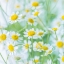Picture of WHITE DAISIES IN STUDIO