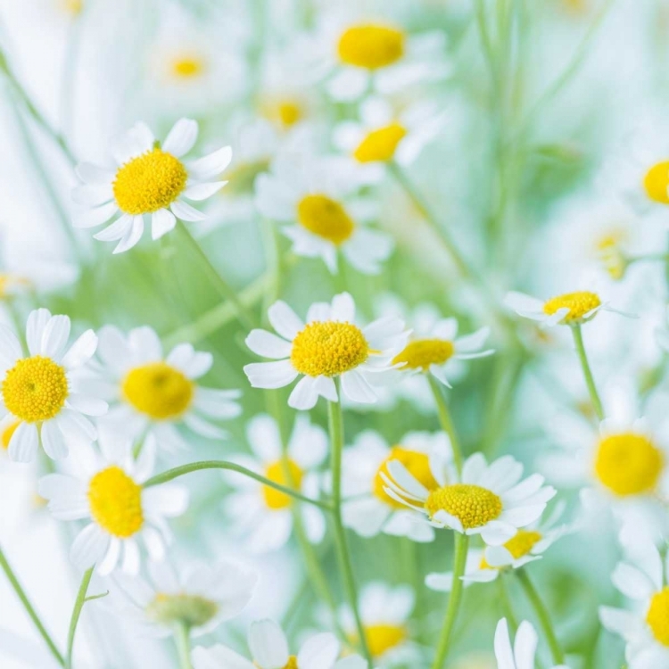 Picture of WHITE DAISIES IN STUDIO