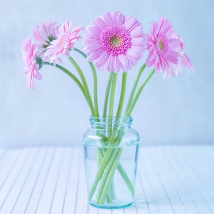 Picture of WHITE DAISIES IN STUDIO