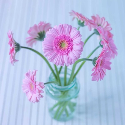 Picture of WHITE DAISIES IN STUDIO