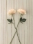 Picture of ROSES ON TABLE