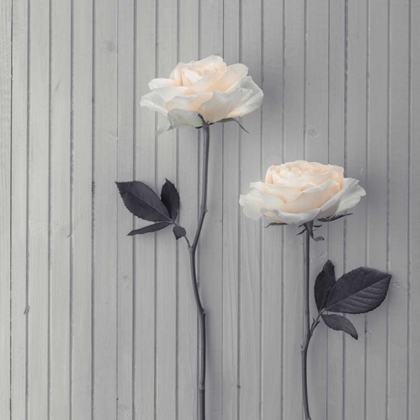 Picture of ROSES IN A ROW ON TABLE