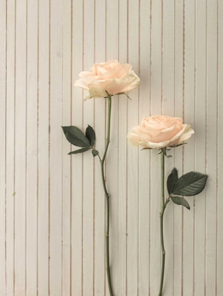 Picture of ROSES IN A ROW ON TABLE