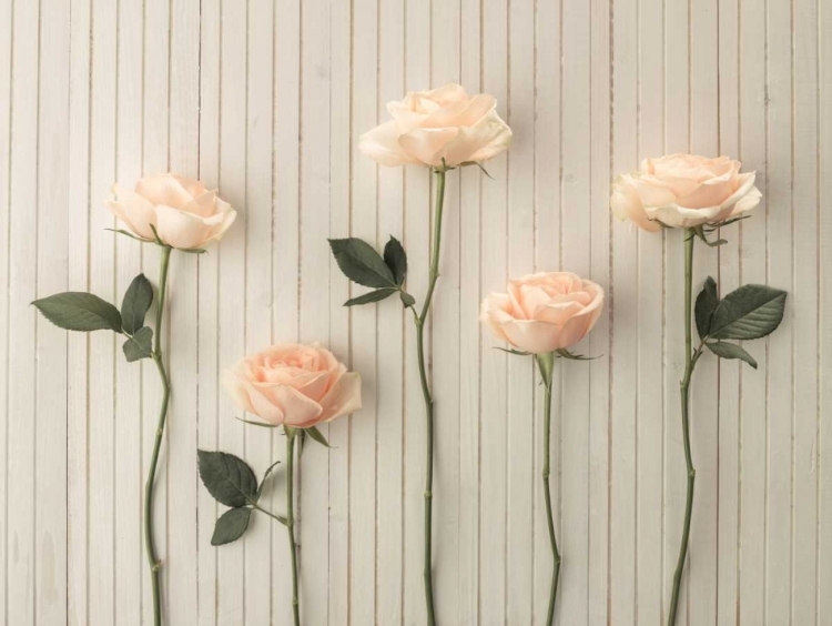 Picture of ROSES IN A ROW ON TABLE