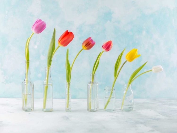 Picture of RANUNCUCLUS FLOWERS IN GLASS BOTTLES