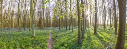 Picture of SPRING FOREST WITH TALL TREES