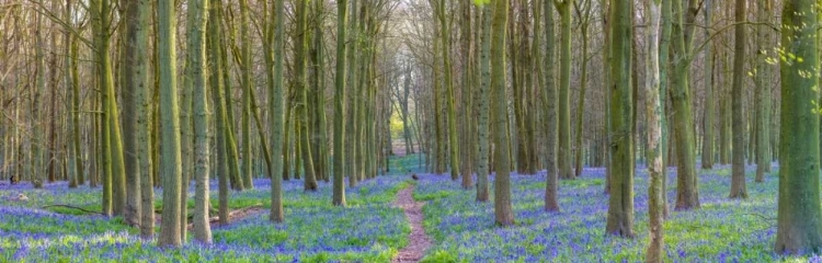 Picture of SPRING FOREST WITH TALL TREES