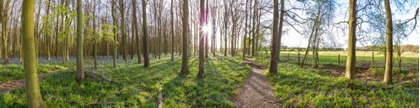 Picture of SPRING FOREST WITH TALL TREES