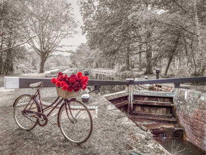Picture of BICYCLE WITH BUNCH OF WHITE ROSES BY THE CANAL