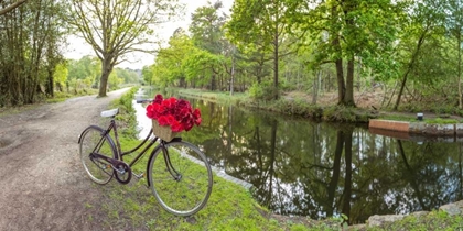 Picture of BICYCLE WITH BUNCH OF RED ROSES BY THE CANAL