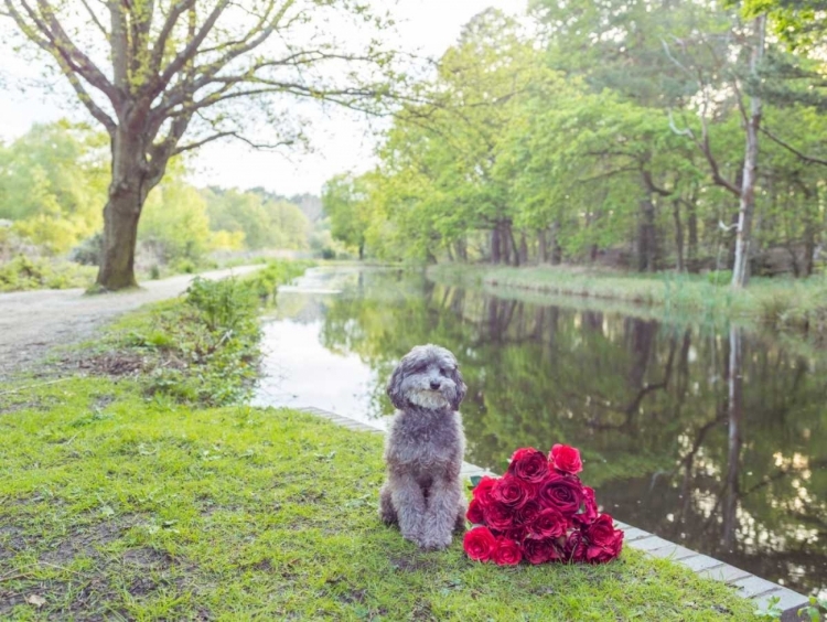 Picture of BICYCLE WITH BUNCH OF RED ROSES BY THE CANAL