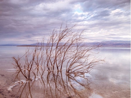 Picture of DEAD SEA, ISRAEL