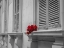 Picture of BUNCH OF ROSES ON WINDOW OF A HOUSE IN MDINA, MALTA