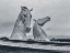 Picture of THE KELPIES HORSE STATUE AT THE HELIX PARK IN FALKIRK , SCOTLAND