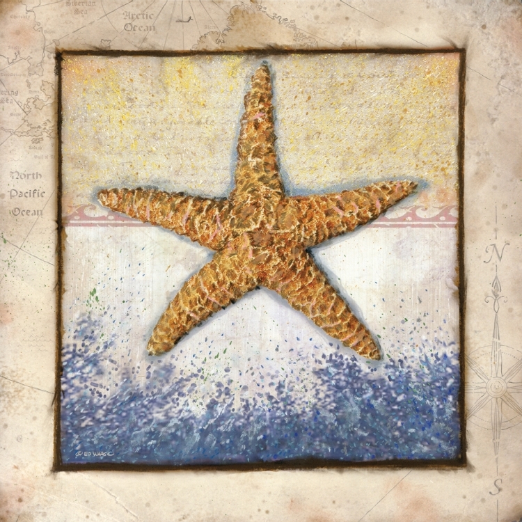 Picture of STARFISH